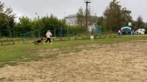 5.  выражено/перв ЭРИКА 2 ИЗ БЕЛОГО ЯРА (Negus Karil*S Alan – Заурэкс Бейлис)