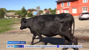 Сломанные заборы и разорённые огороды: житель Кузедеево жалуется на распоясавшихся коров