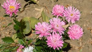 15=09=2025  ник   (1)