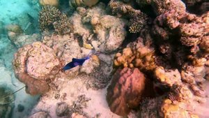 Мальдивы fihalhohi косяк желтых рыб