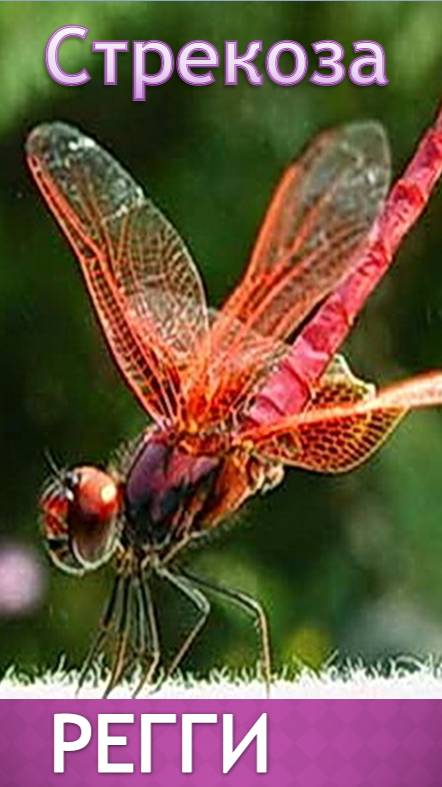 Стрекоза-Регги Релизы С. Галиева 2bb49996-e131-4691-9bbd-ec02ffd83cfa_[cut_190sec]_[cut_161sec]