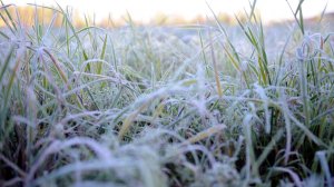Заморозки, грозы и дожди в Казахстане. Спад температур с дождями в Армении. Погода в СНГ