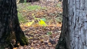 Солнечные блики, рассветы и туманы, осень 2025