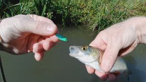 с новыми блеснами за голавлем