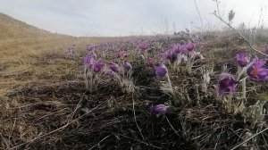 Уральские первоцветы