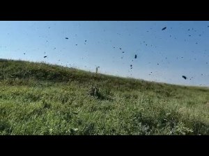 Активная работа пчел