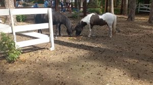 ДОЛ КОСМОС ЕЛАБУГА пони лошадки