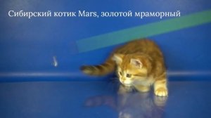 Сибирский котик Mars Crown of Siberia. 2 месяца, окрас черный золотой мраморный_