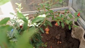 Карликовый гранат