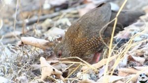 Африка́нская ска́льная куропа́тка Ptilopachus petrosus