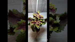 Фотокаталог Колеусы 2025