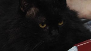 Ищу тебя, хозяин