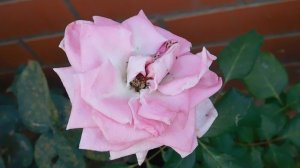 05=09=2025 Ю КМР (56)