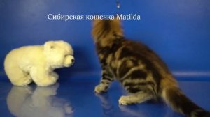 Сибирские котята девочка Matilda Crown of Siberia. 2 месяца, окрас черный золотой мраморный_