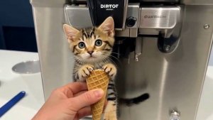 Котенок хочет Мороженное