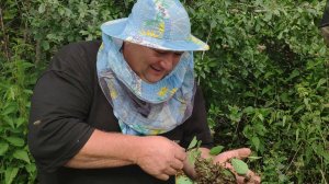 Пчелиный рой на руке