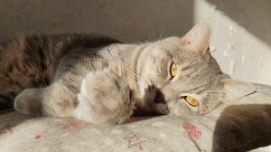 дневной сон и отдых кота в деревне