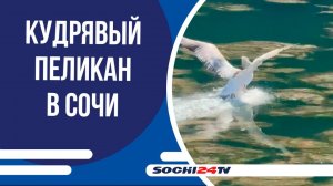 На курорте «Роза Хутор» заметили редкого кудрявого пеликана