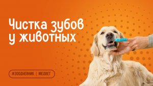 Ультразвуковая чистка зубов у животных: зачем нужна и как проводится | Ветеринарный центр МЕДВЕТ