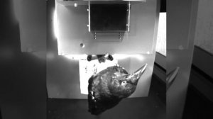 Ворона умнее тебя