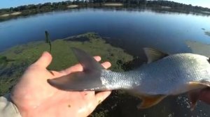 ловля щуки и жениха на заросшем мелководье