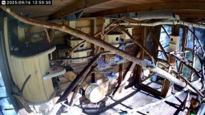 Белки бельчатник релакс