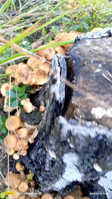 Лесные дары поздней осенью