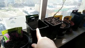 11-2020 ЛАЙФХАК С БАНАНОМ _ ТЮЛЬПАНЫ В ГОРШКАХ _ МОЙ ПОРТРЕТ В СТРАЗАХ _ Elena Pero