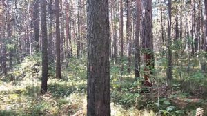 В лесу: методология анализа политического события, часть. 2 - позиции сторон. Беспилотники в Польше