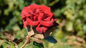 15=09=2025  ник   (35)