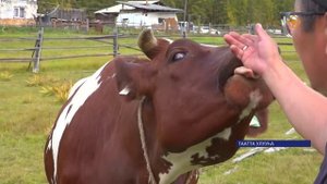 Уолбалар айршир боруода ынахтан өлгөм үүтү ыабыттар.