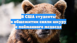 В США студенты в общежитии сняли шкуру с пойманного медведя