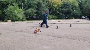 Благовещенск моно Английских кокер спаниелей 14.09.25 коб цветные Чемпион