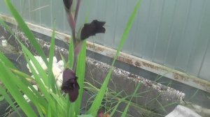 Гладиолусы      ПОДПИШИСЬ