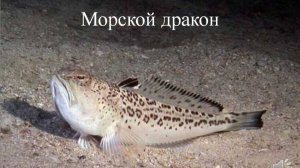 ОБИТАТЕЛИ ЧЕРНОГО МОРЯ: Большой морской дракон