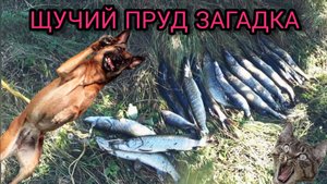 Пруд щучий порадовал.