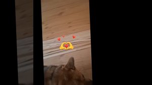 1000034752.mp4 (Собака наблюдает за устройством откосов у оконных проёмов в м/комнате дома А-фрейм)