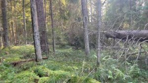 Диаметр грунта вырванного корнями дерева три с половиной метра.