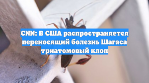 CNN: В США распространяется переносящий болезнь Шагаса триатомовый клоп