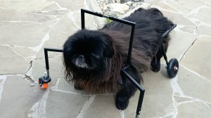 Четырехколесная коляска для пожилой собаки