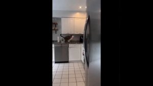 Видео от МЯУтаверс – как метавселенная, но с котами