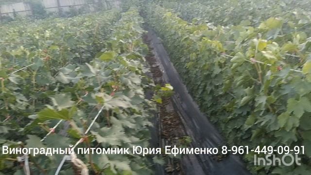 саженцы винограда сезон 2025 года смотреть онлайн