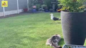 Кошачьи разборки: смешные моменты