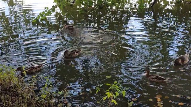 Влог. Нашли огромное озеро