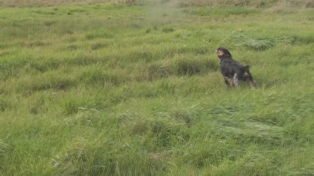 Бретон Марко - поиск и дальняя работа по бекасу. смотреть онлайн