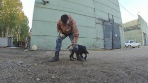 Как научить собаку восьмёрке между ног. Инструкция.