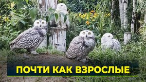 Работники зоопарка наблюдают за птенцами и гадают, какого они пола