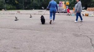 Благовещенск моно Английских кокер спаниелей 14.09.25 сук чёрные Промежуточный