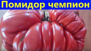 День Минусинского помидора Чемпион Помидор рекордсмен