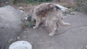 Как собаки прячут еду в землю на запас!